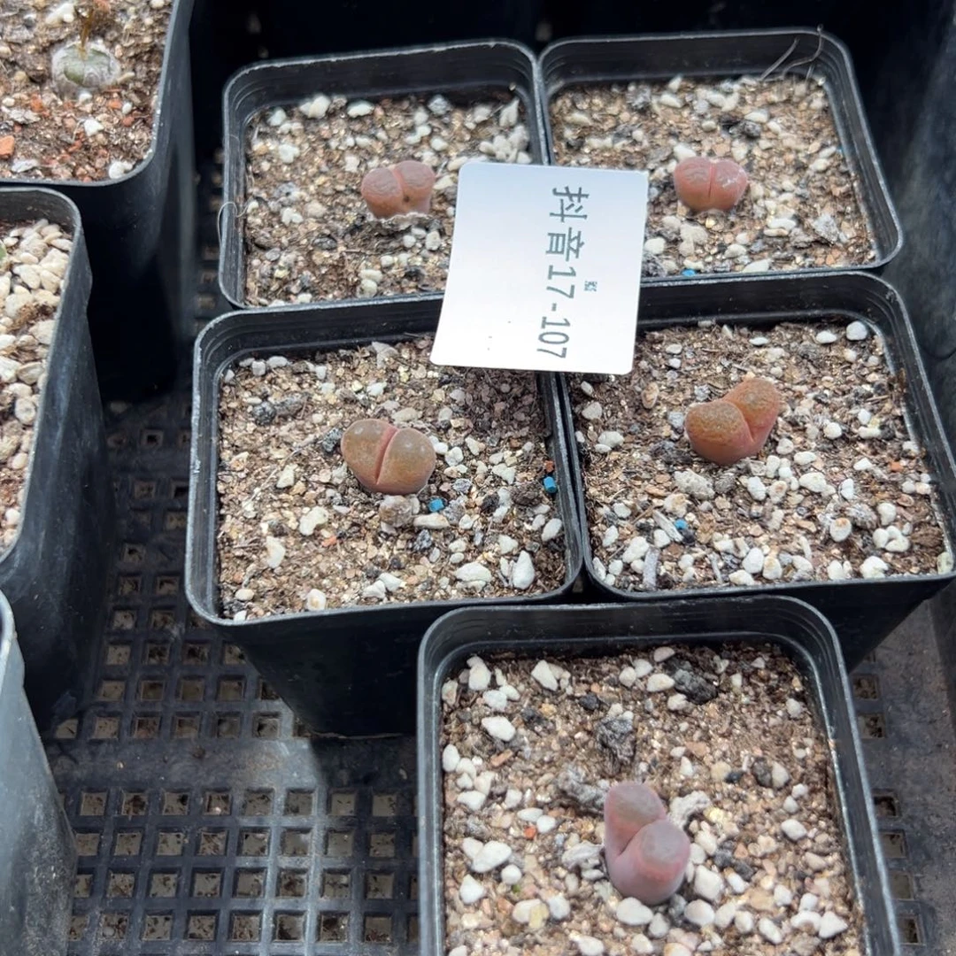 17-107肉锥多肉植物