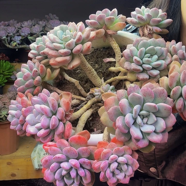 踮****大老桩花斑露多肉植物