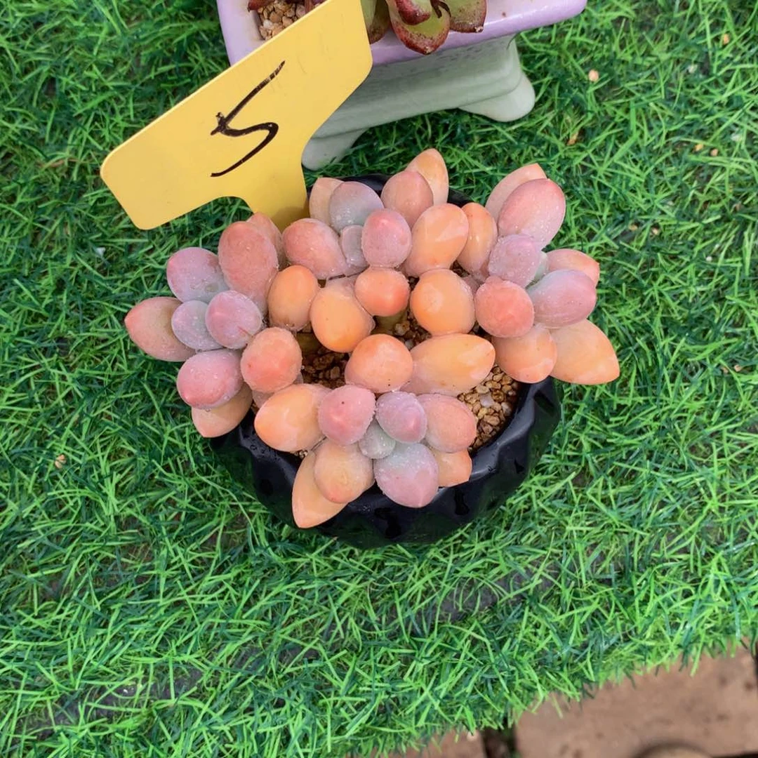 月***面汤圆多肉植物水果