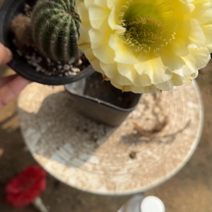啾****仙人球带根彩草125