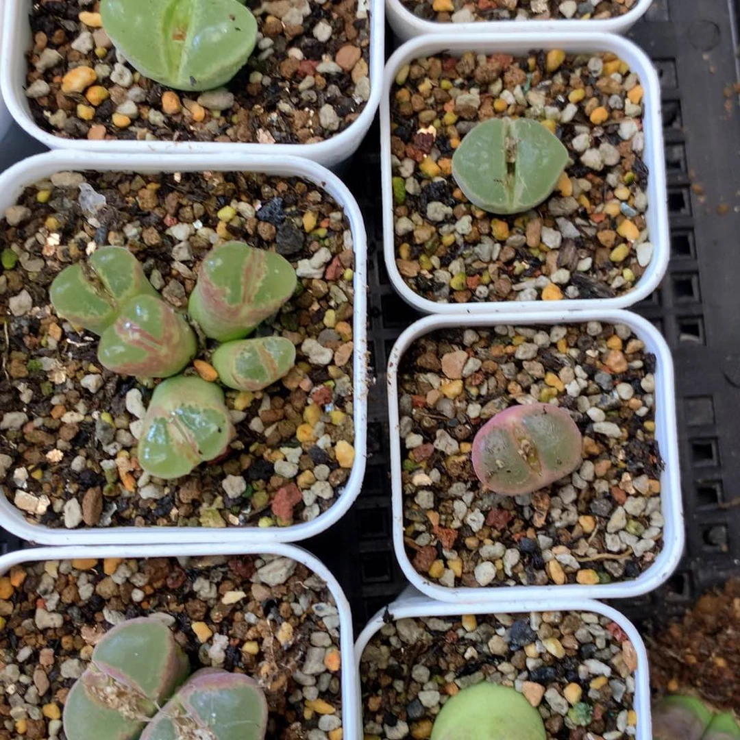 薄****薄荷糖 肉锥植物