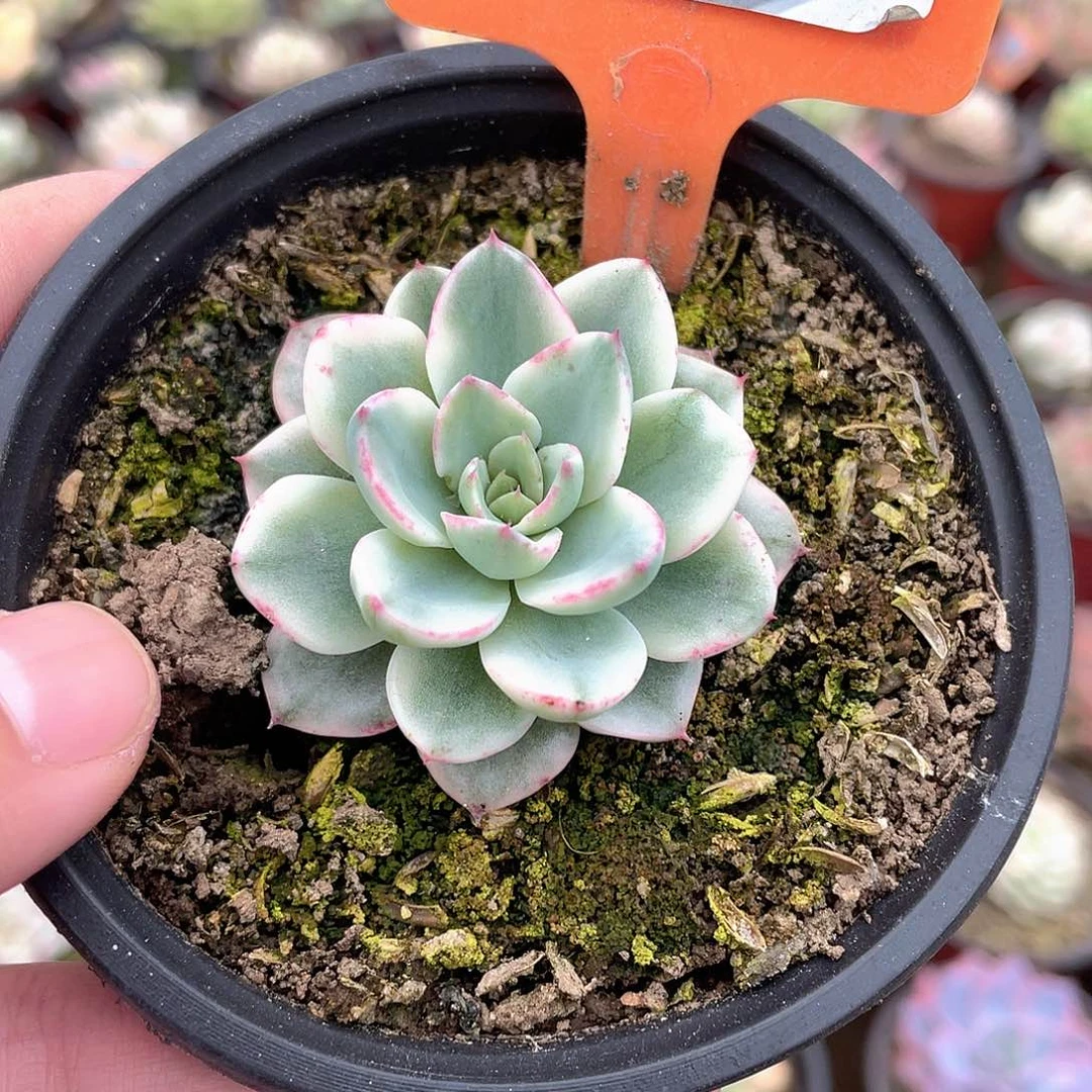 奶油黄桃锦234号多肉