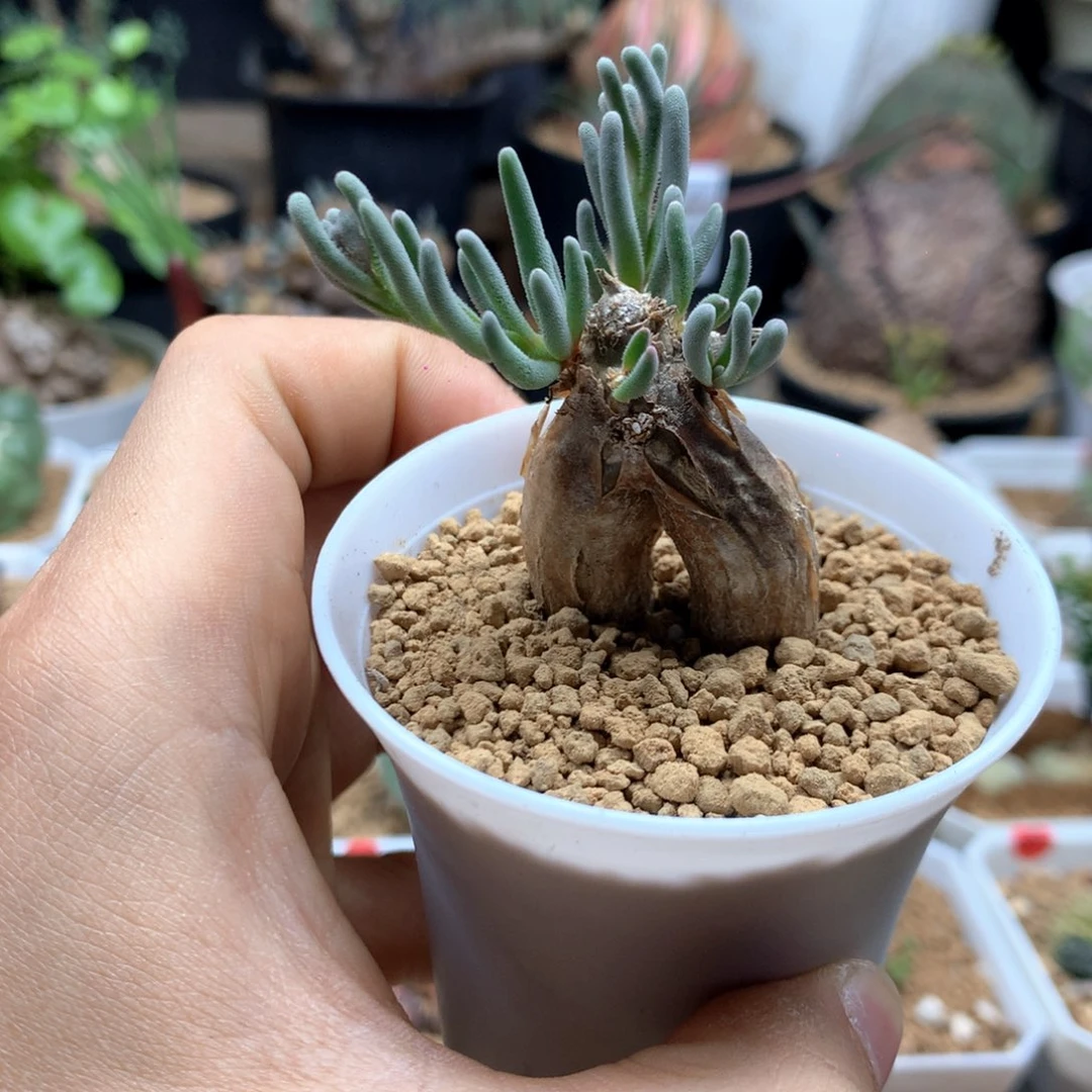 淡清霜母本带盆发货