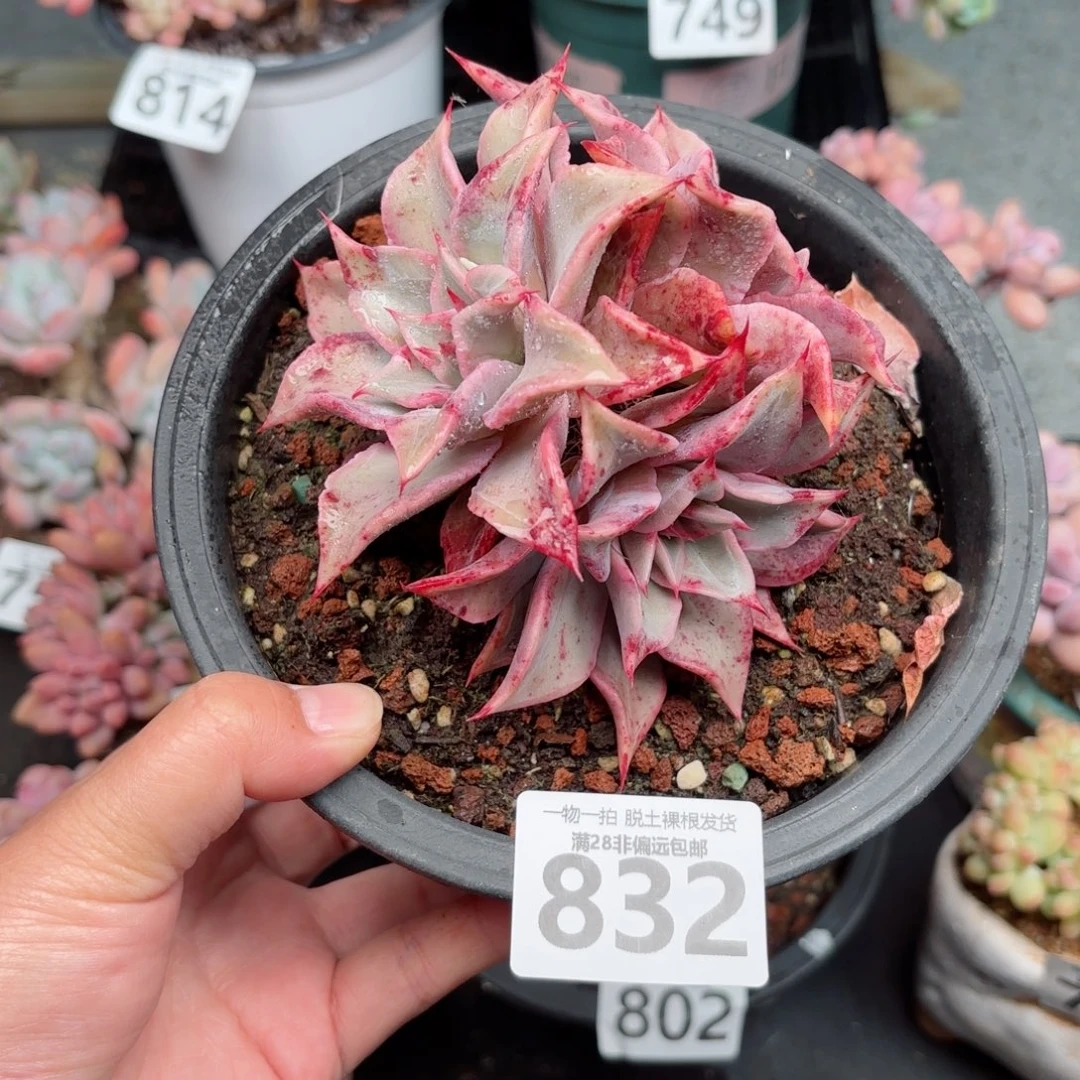 饺子皮无盆土发货