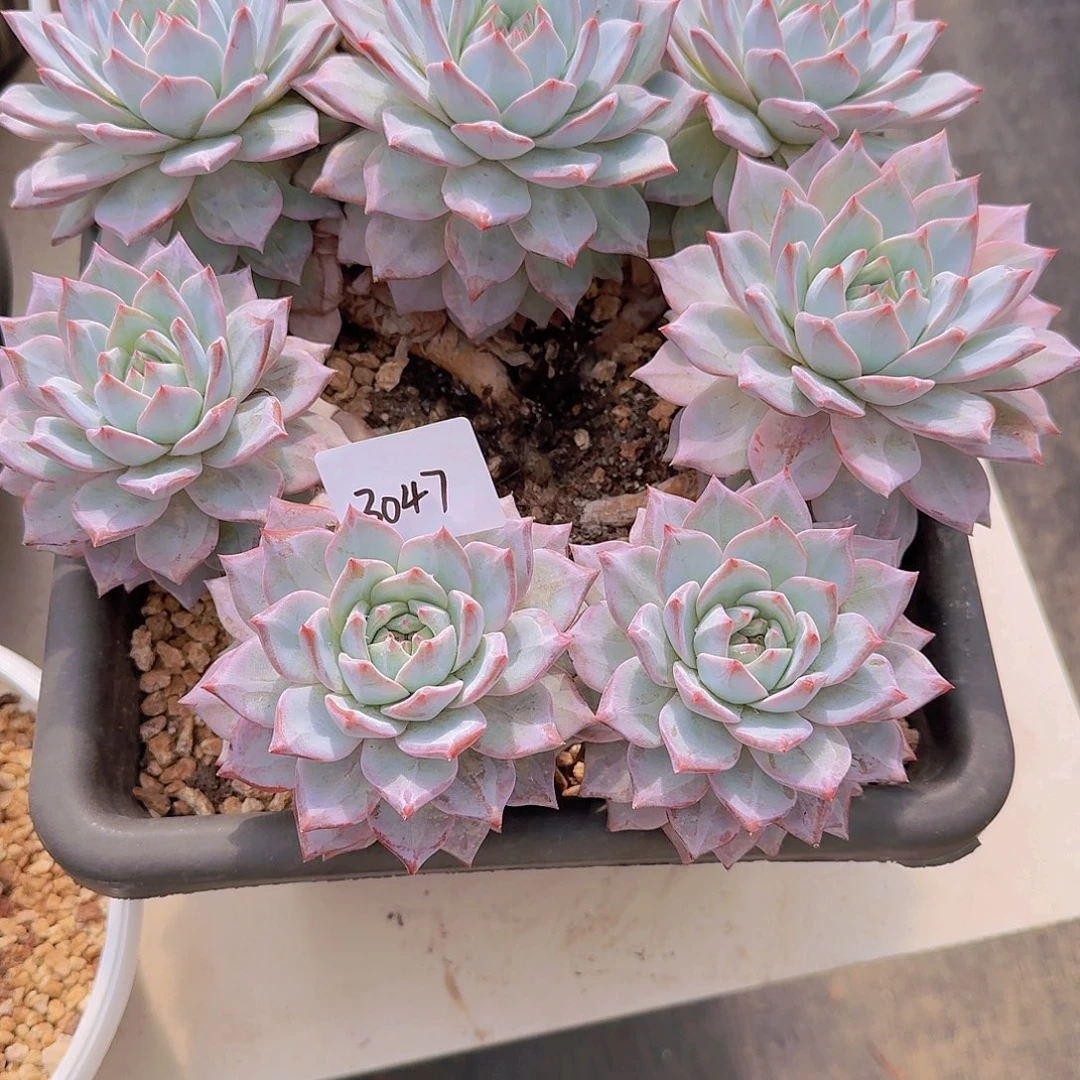 杯***生3047粉蓝鸟多肉植物