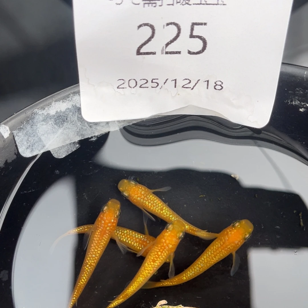 青鳉鱼225玫瑰宝石五尾