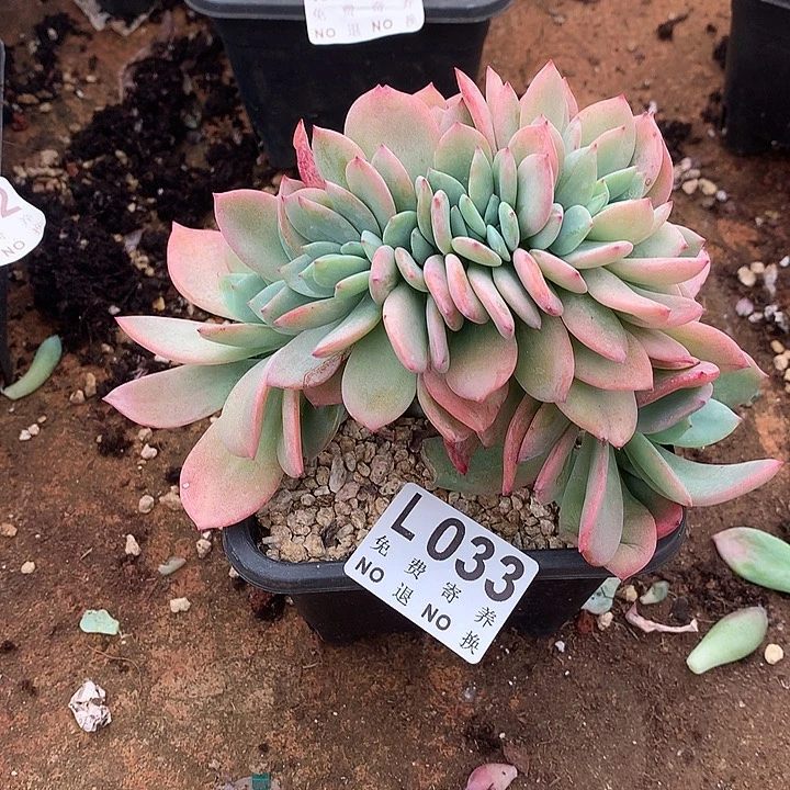 暮光之城缀化 多肉植物9.25号发货