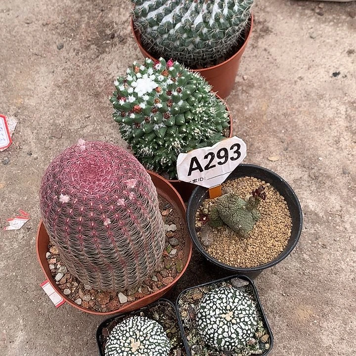 收***菜333333333333333