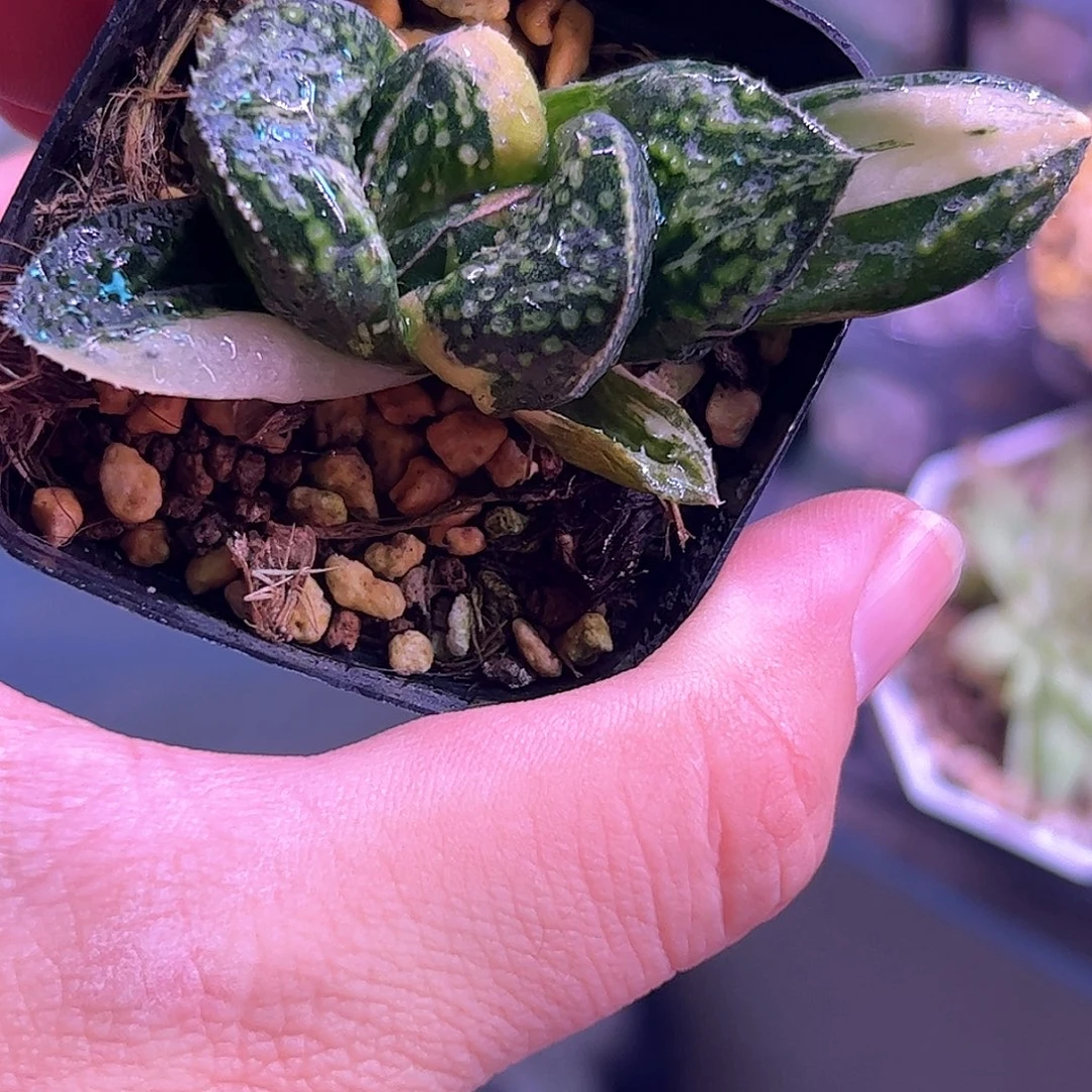 紫禁城巨大化锦十二卷多肉