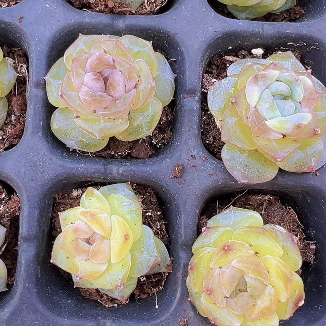 121精品绿珍妮苗4颗