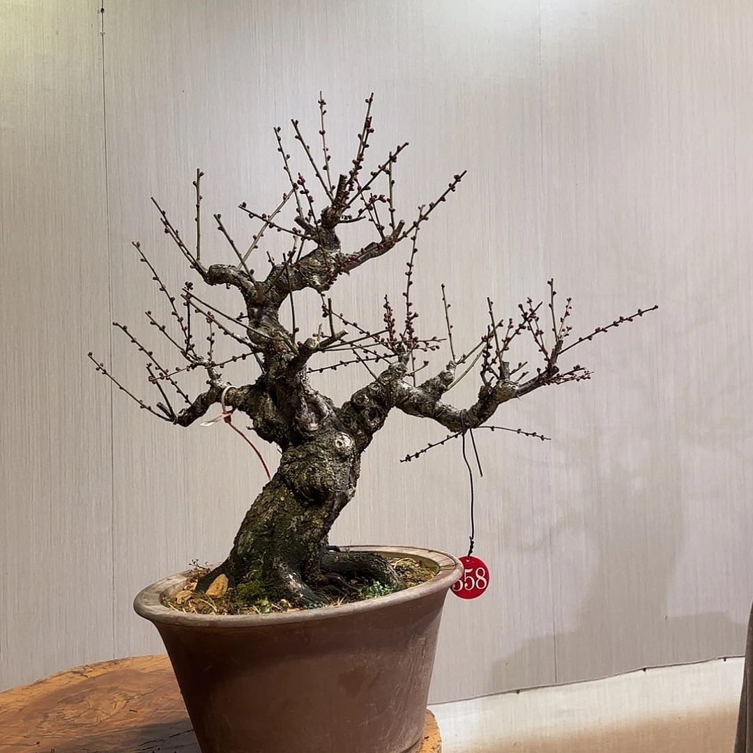 盆景盆景盆景盆景