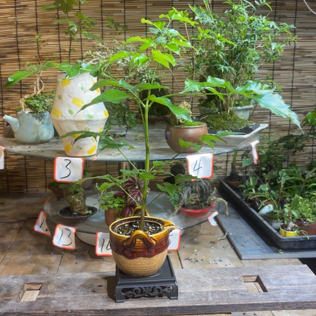 无花朵吊**赵退款拉黑一物一拍77