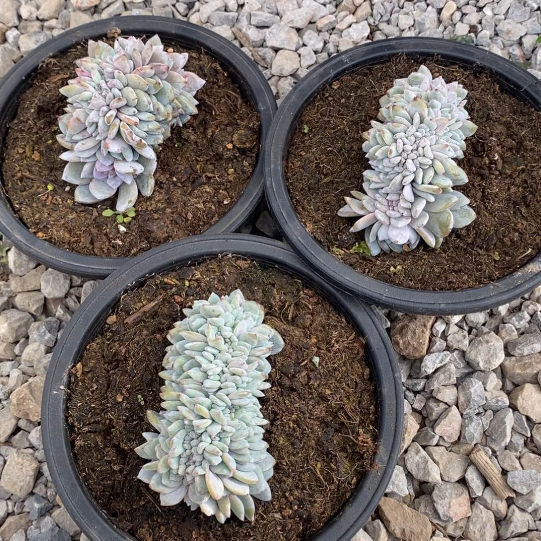 柒***节小虎多肉一物一拍3