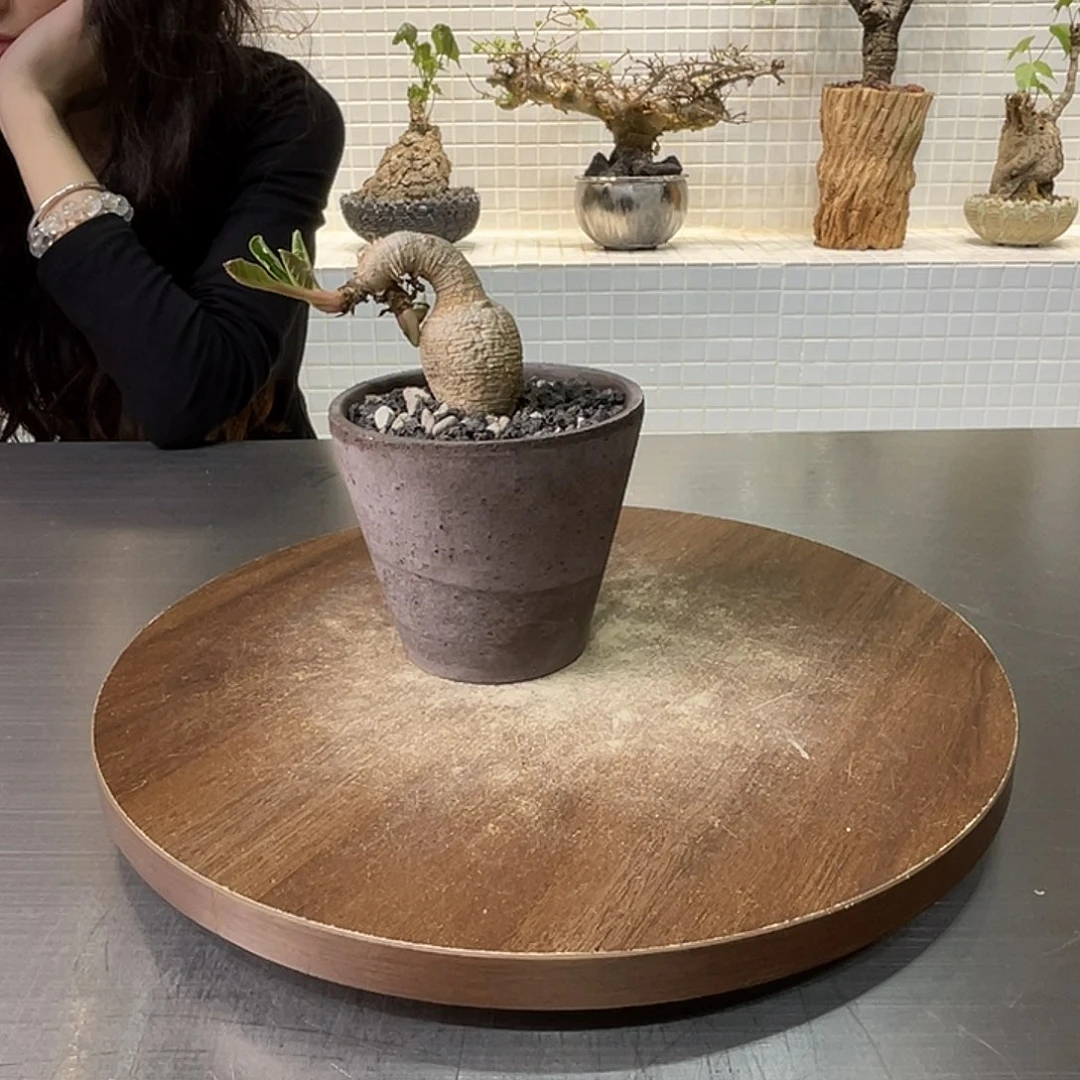 产地樱花大戟一物一拍