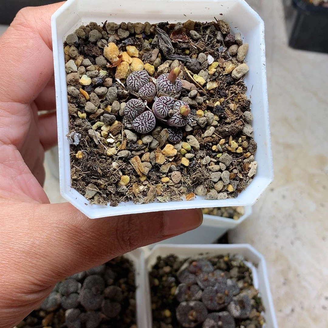 玄*兔W380多肉植物保护研究所