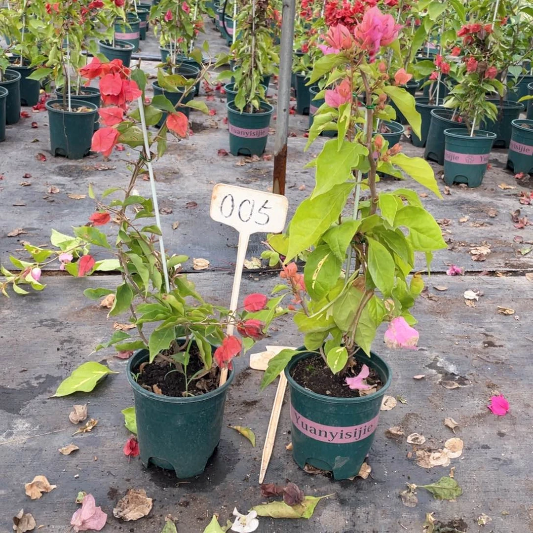 荷***花全部花朵热火桑巴+橙粉公主005