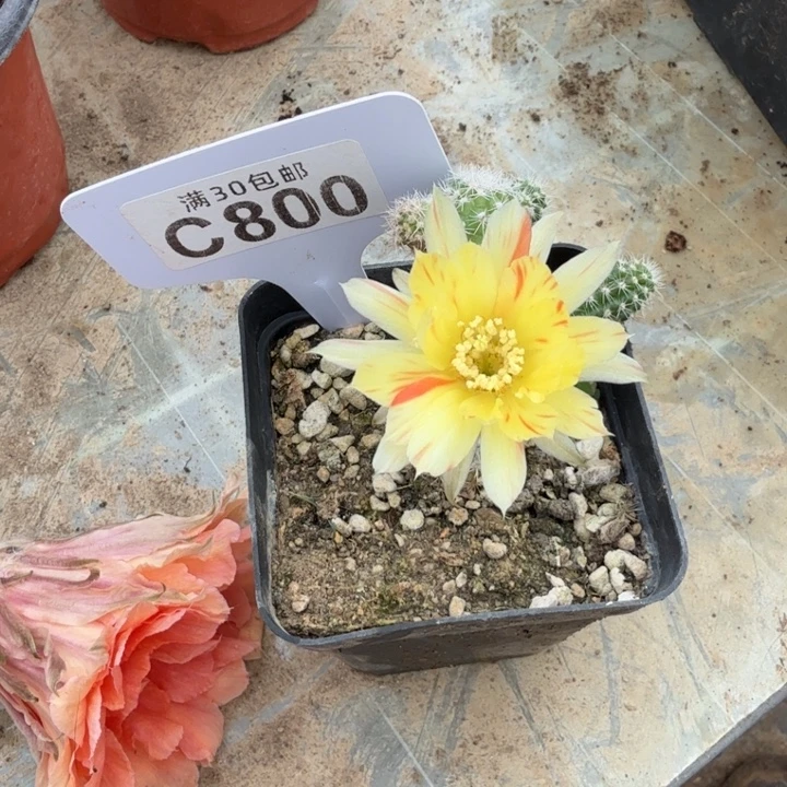 双色福利特价C800
