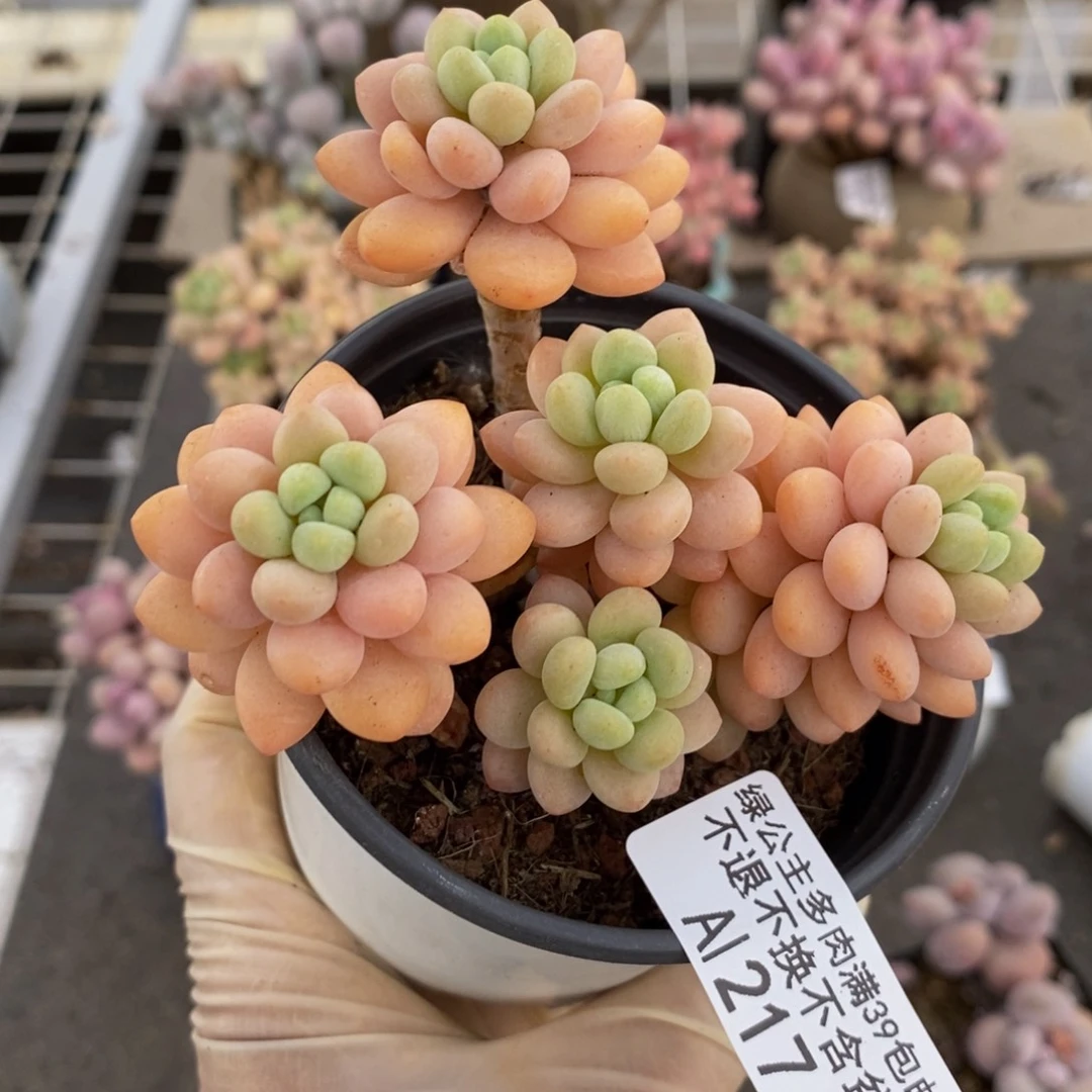 洛可可217/7cm运输掉叶