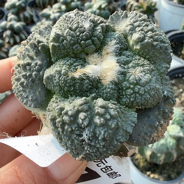 无花朵371苗接大尤连山牡丹