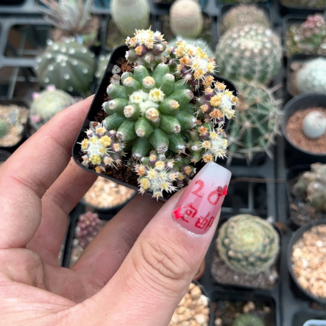 呆***子24070一物一拍单头发货