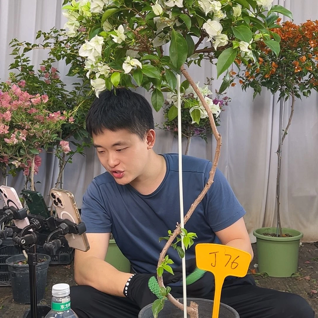 晨***光当前无花栽培后可以开花J76白雪