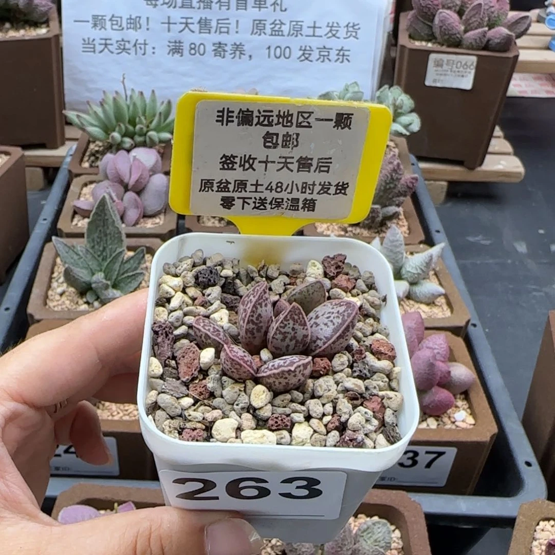 263红太平duo肉植物
