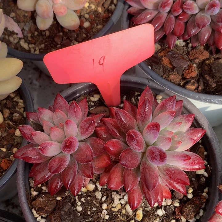 多日子黑素7272737373