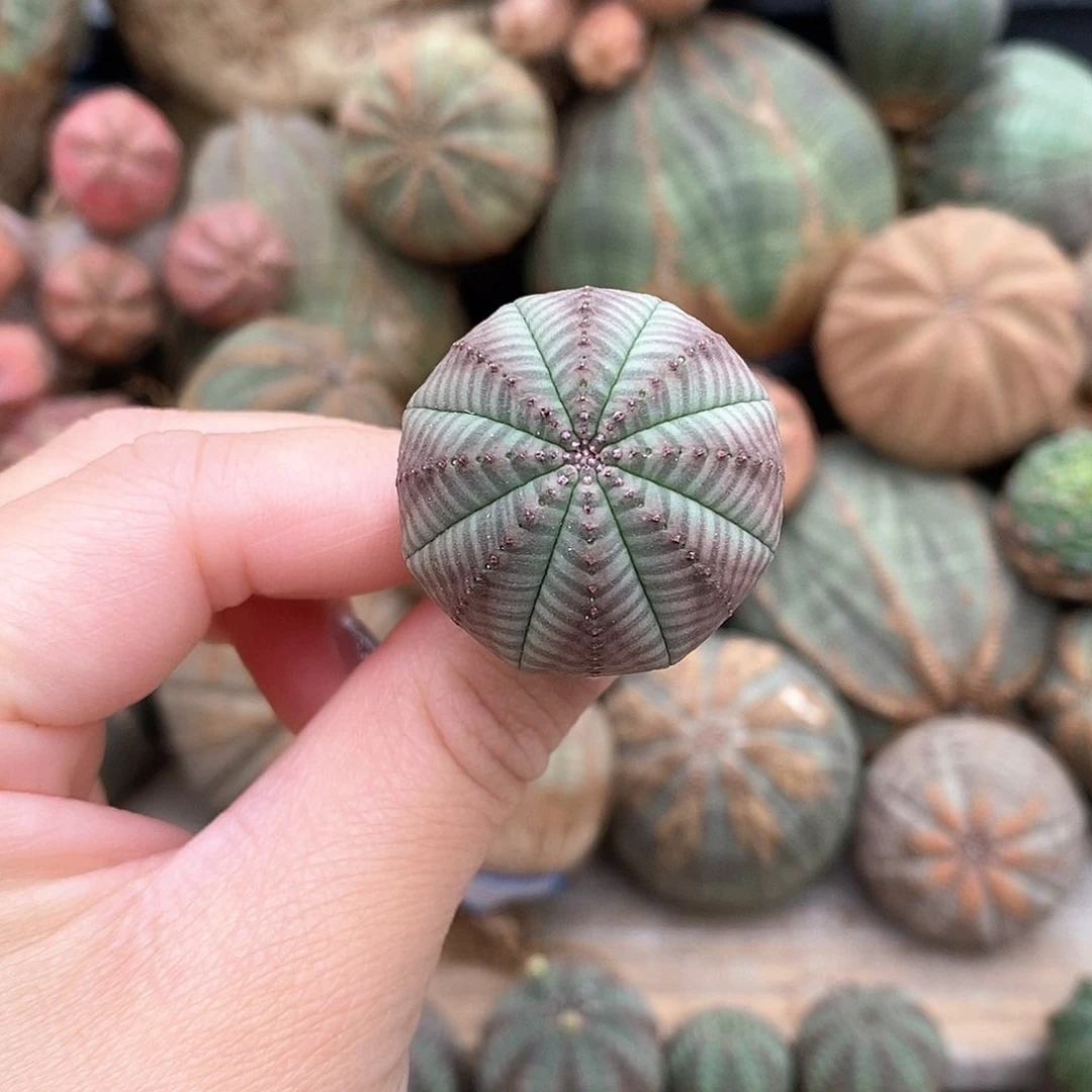 欧系布纹球多肉植物