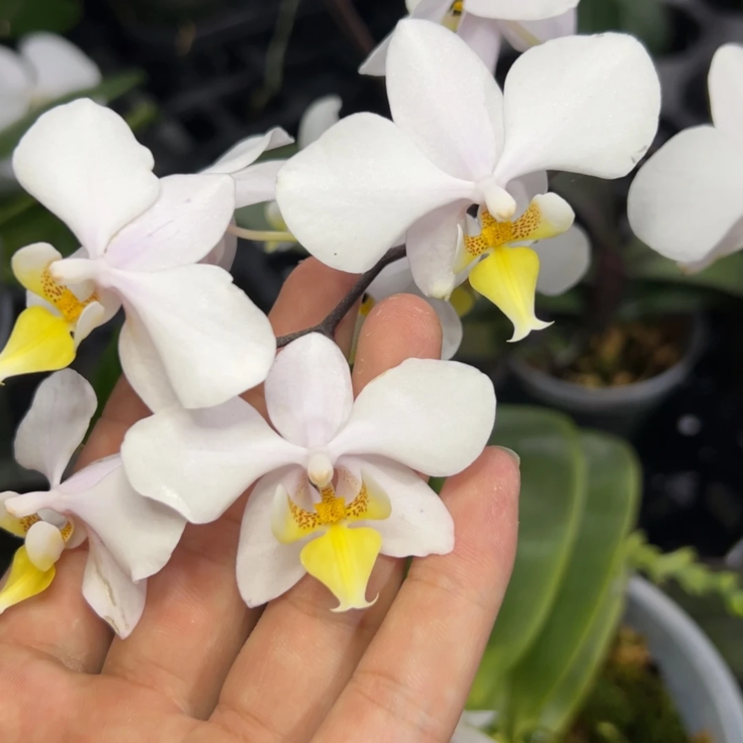 完全开放l235三寸ys1121