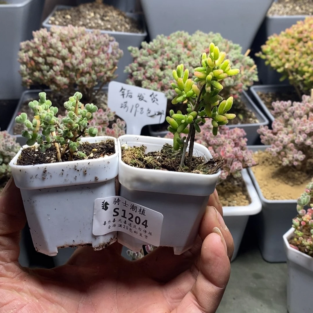 1204套餐2颗枝干番杏