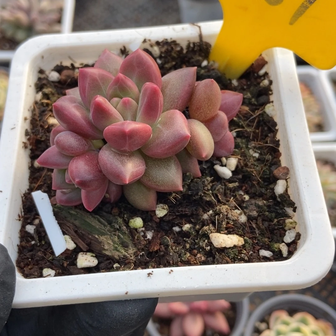 881迷雾泡泡多肉植物多肉