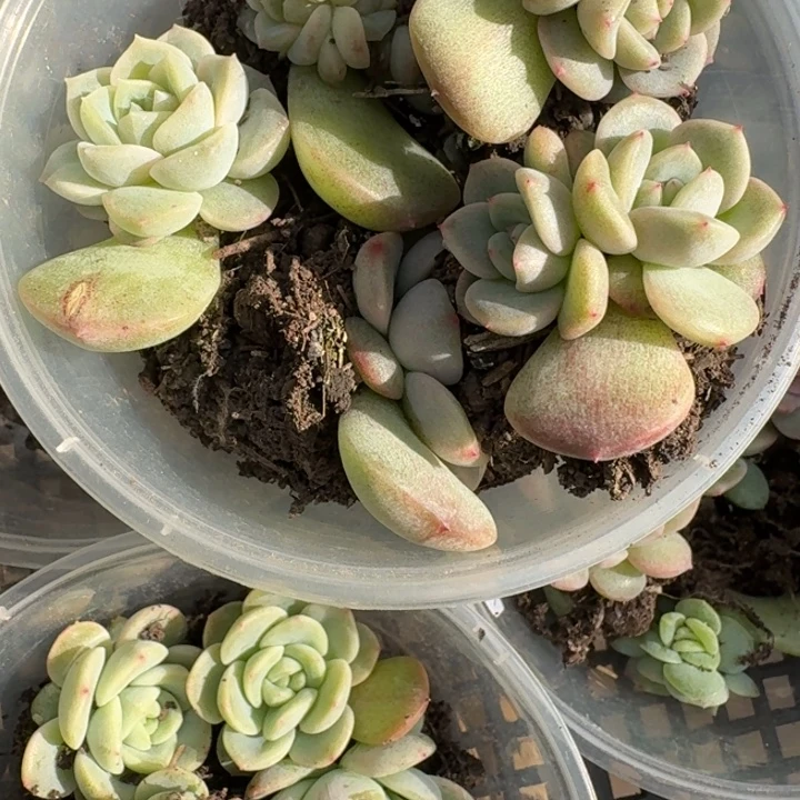 k***o170相柳加无尽灯饭盒一组