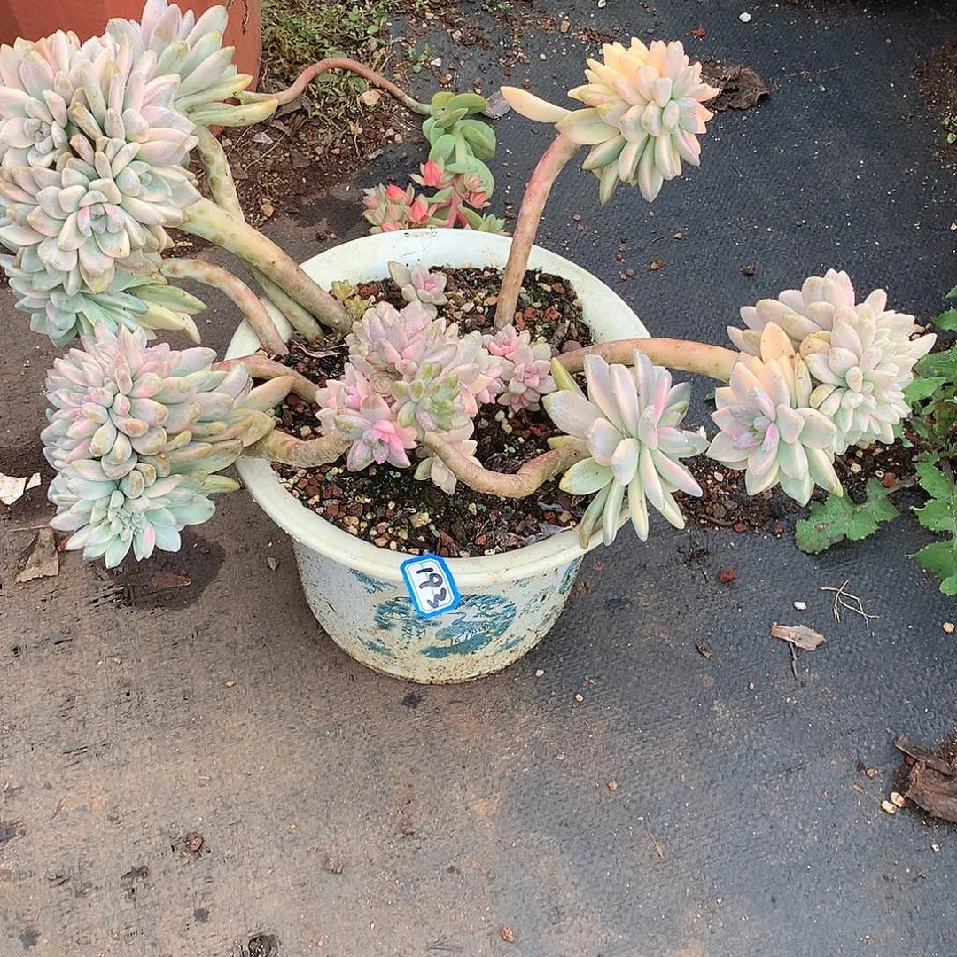 193淡雪锦 一物一拍