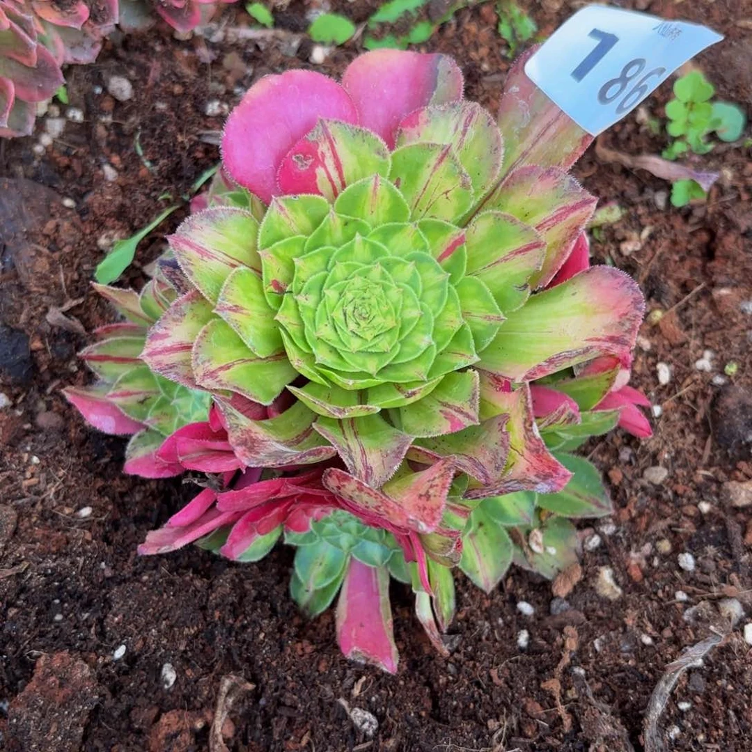 嘿*186多肉植物知否