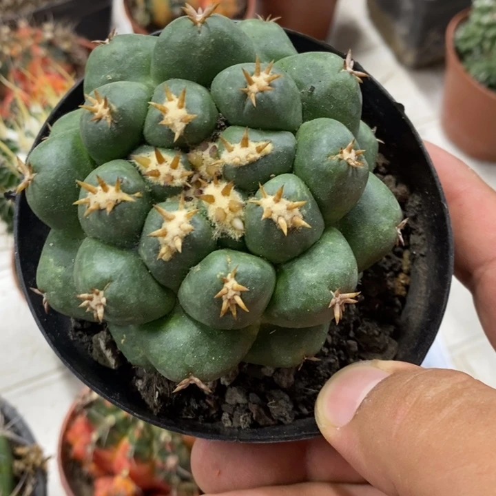 短豪刺象牙特价福利