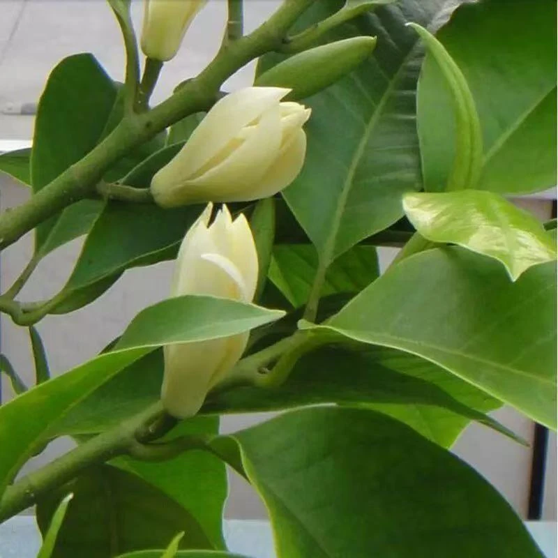 白兰花盆栽树苗带花苞玉兰花室内庭院耐热浓香花卉绿植黄角兰植物