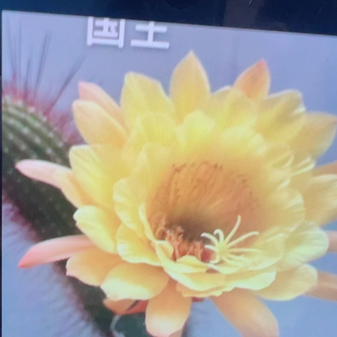 金妞 国王 侧芽 满20包邮