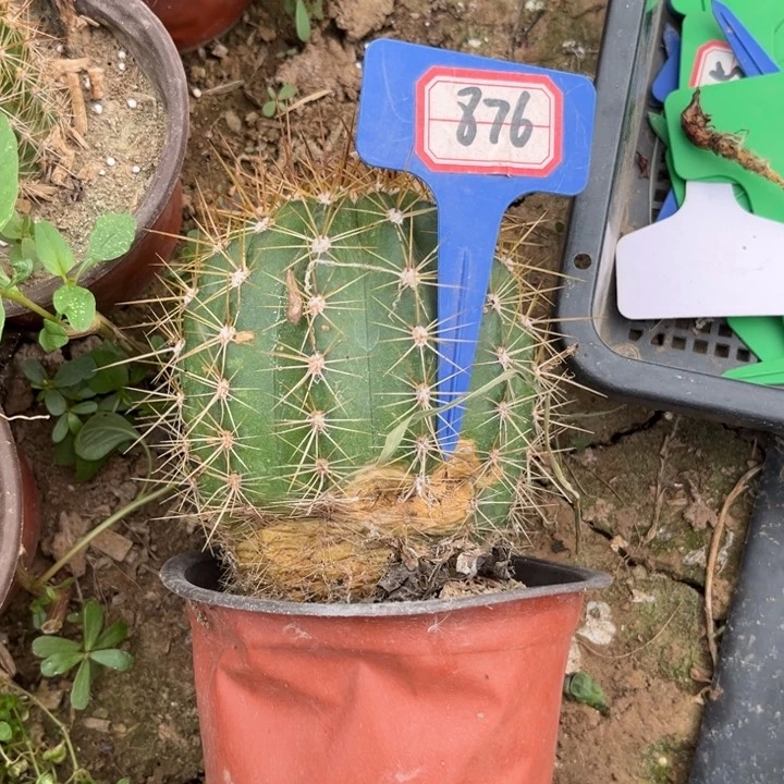 876，毛花柱仙女瑕疵球无售后