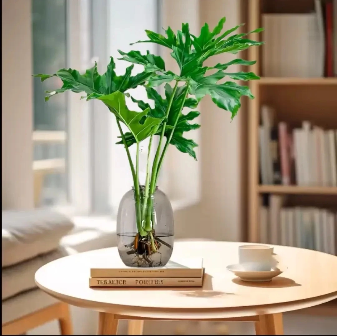 水培春羽绿植室内植物盆栽好养护鲜活观叶简约清新绿色水养