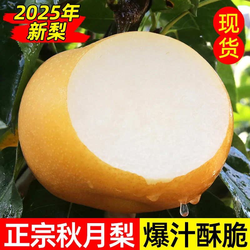 山东产地秋月梨新鲜脆甜多汁正宗应季水果梨子现摘带箱包邮