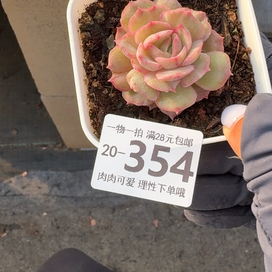 石化昂斯诺无盆土发货无盆