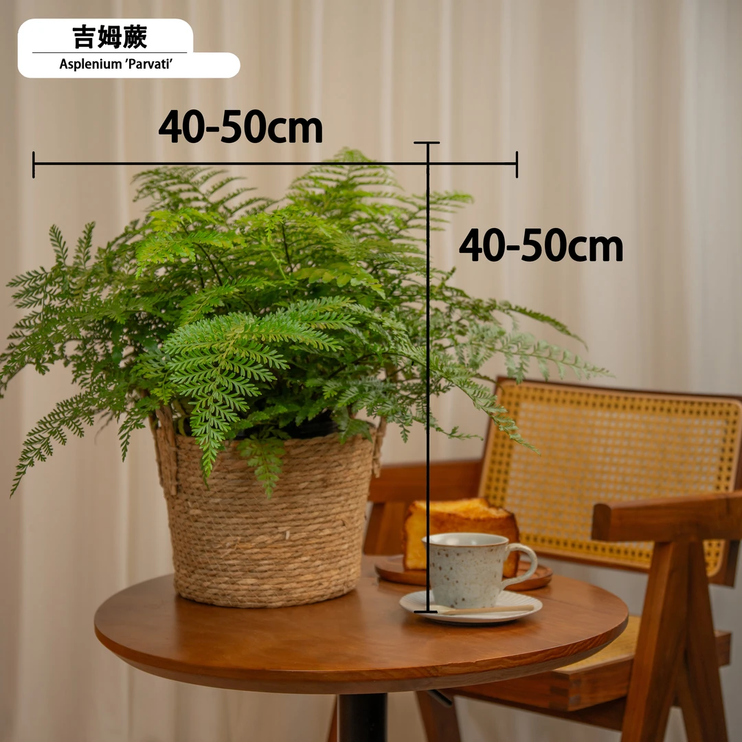 吉姆蕨室内绿植盆栽加湿净化空气水培点缀家居环境美化办公室