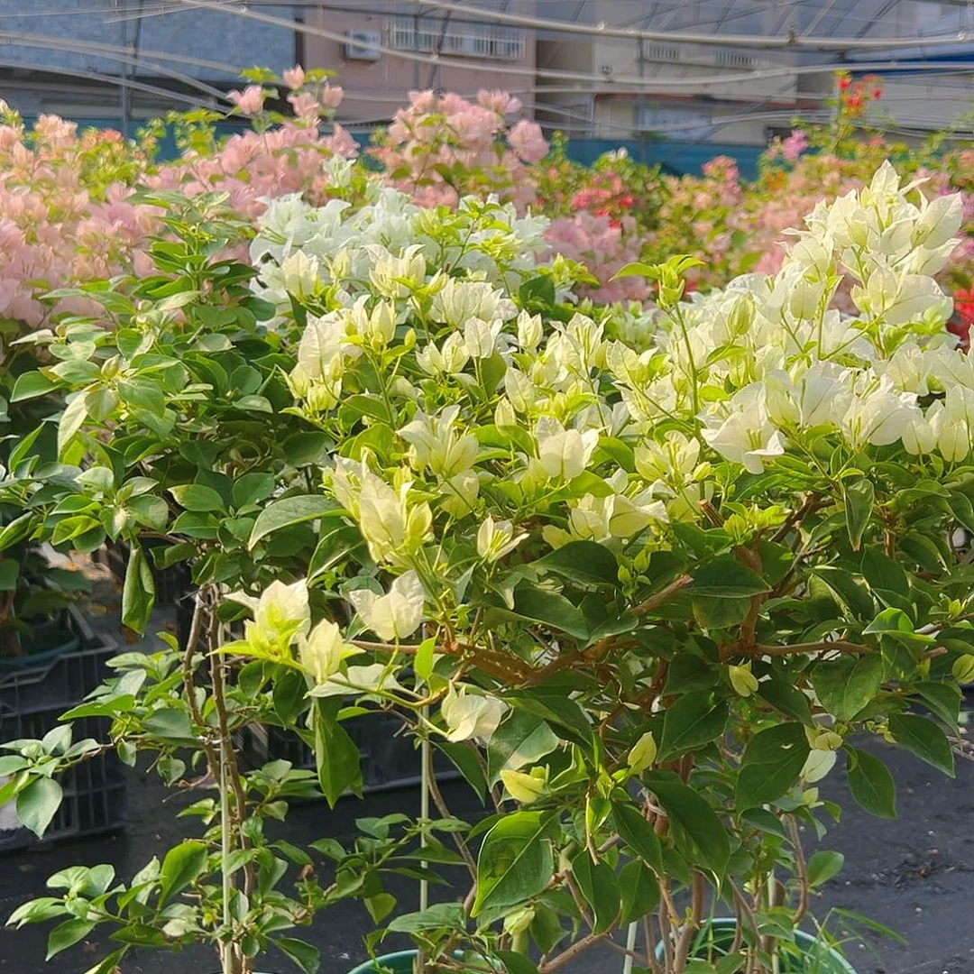 当前无花栽培后可以开花白雪公主带竹一棵