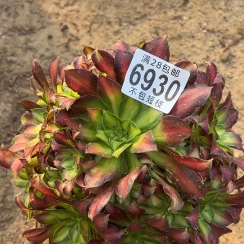 韶华多肉植物法师6930