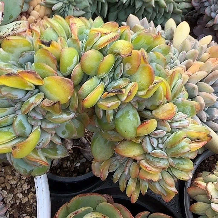 萌***豆青蛙王子儿童牙膏套装11