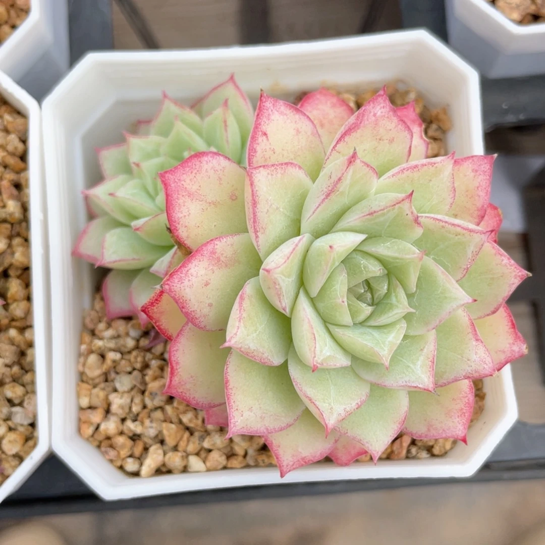 优选玫瑰花福利1124