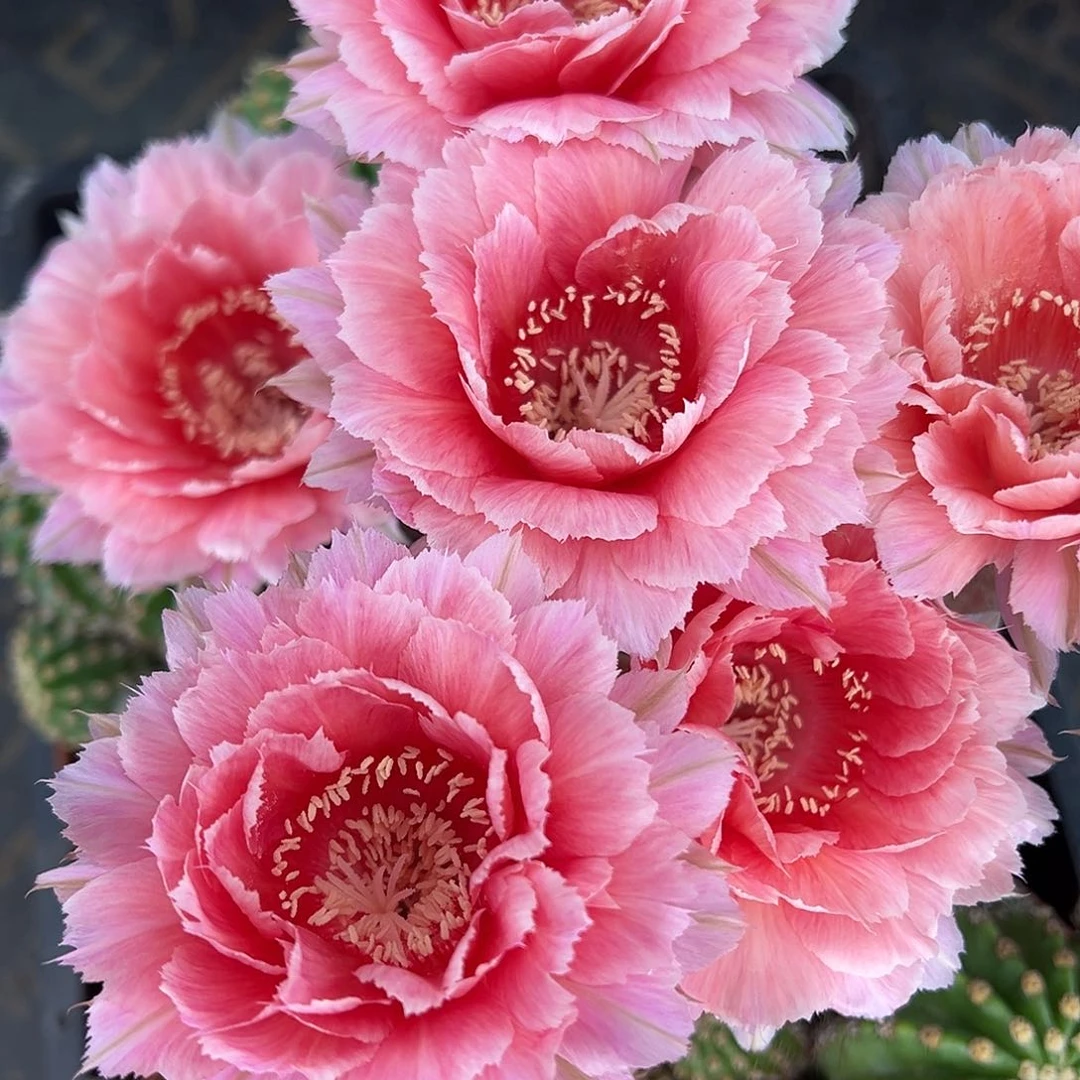 雅森391号，自根球带侧芽