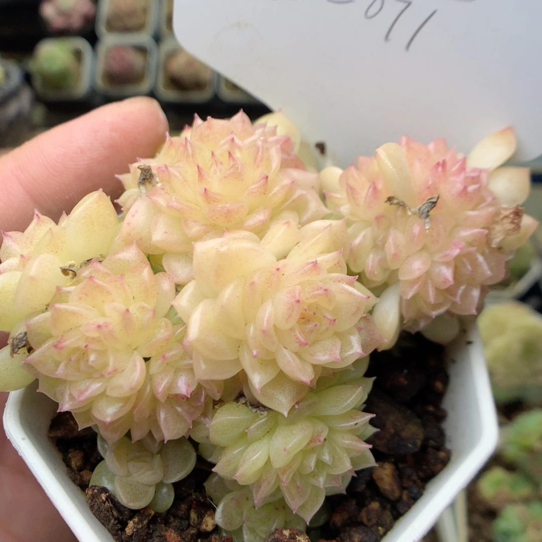 X36 ，20包邮两天凑单