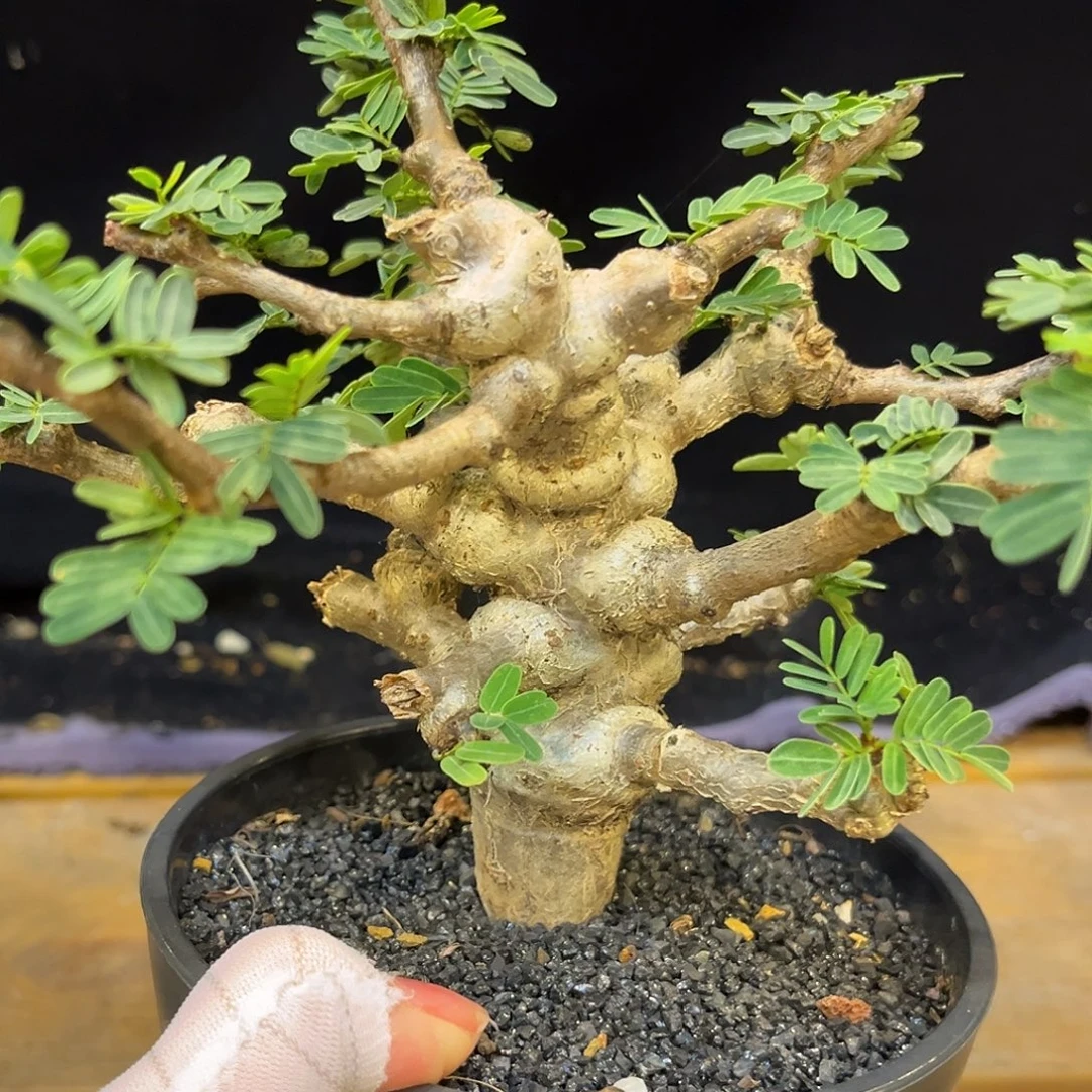 汤圆植物念珠苏木哈