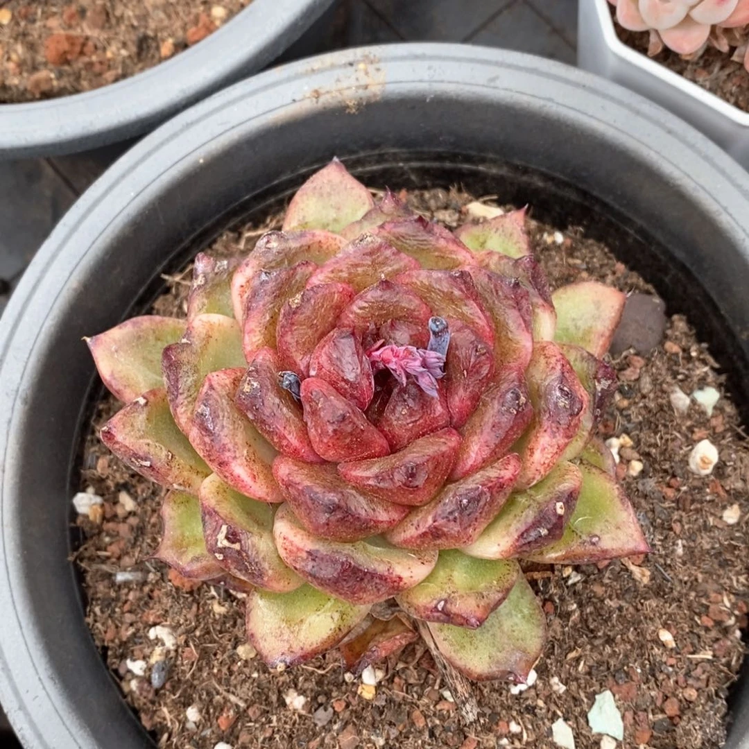 精品多肉一物一拍不包整123